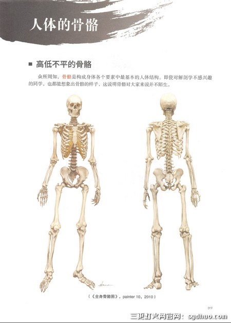 石政贤美术艺用解剖学笔记PDF中文电子版百度云